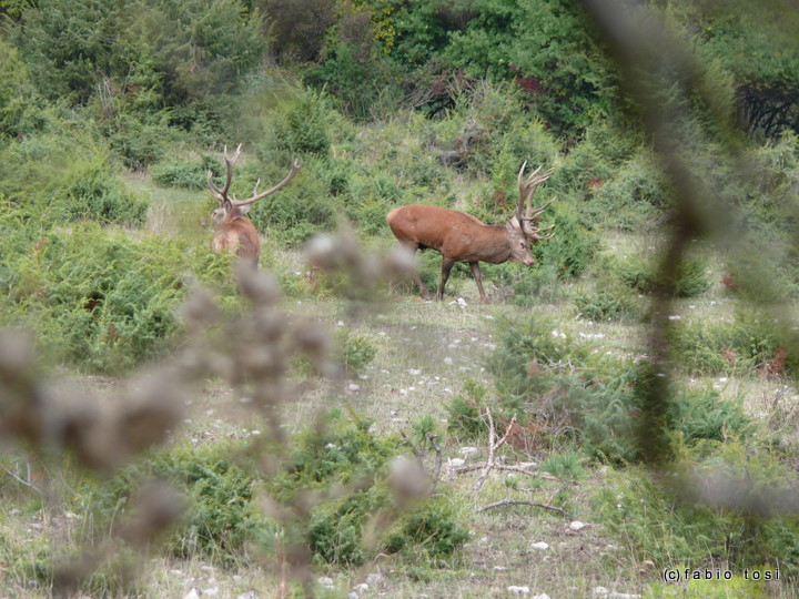 Alla corte di Sua Maest l''Unicorno - (fotoracconto fantasy)